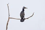 Grote Aalscholver (Phalacrocorax carbo) 3-2016 5674